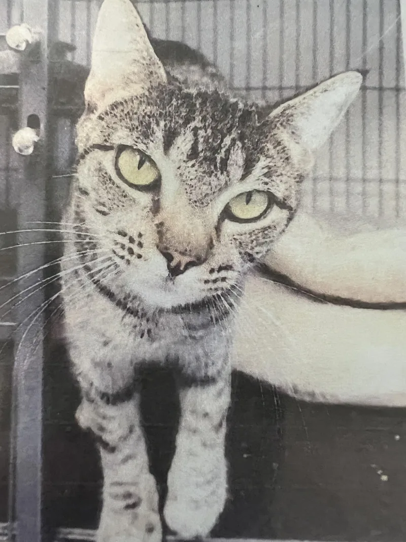 An adult medium-sized female Tabby (Gray / Blue / Silver) Domestic Short Hair cat named Juno for adoption in New Windsor, NY