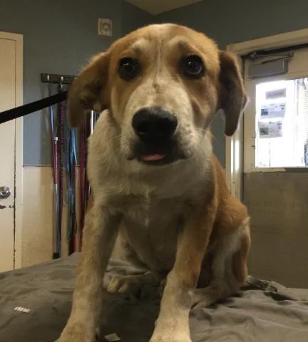 A baby medium-sized male German Shepherd Dog dog named Mickey for adoption in Riverside, CA