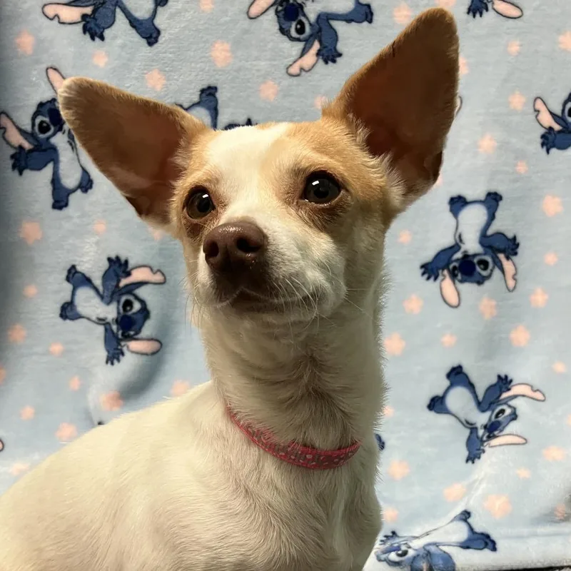 An adult small-sized female White / Cream Chihuahua dog named Ella for adoption in Santa Barbara, CA