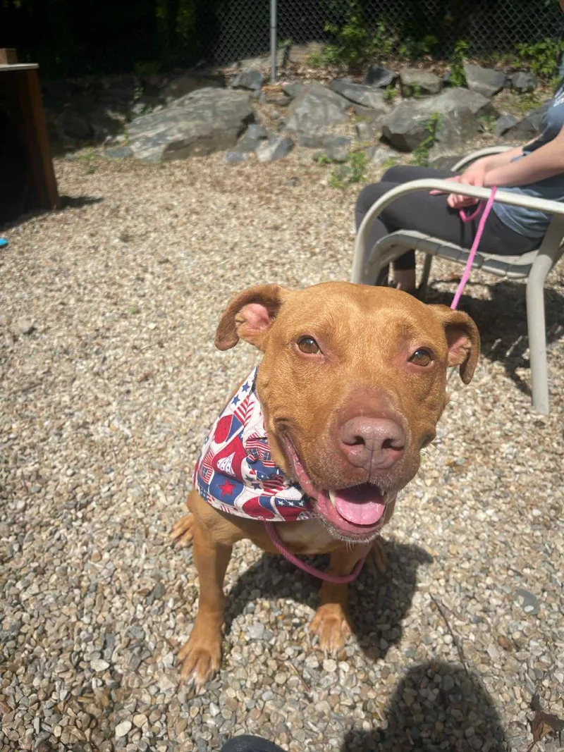 An adult medium-sized female Red / Chestnut / Orange American Staffordshire Terrier dog named Betty for adoption in Middlebury, CT
