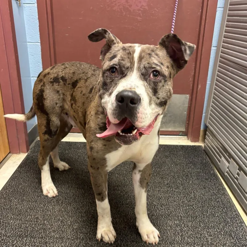 An adult large-sized male Gray / Blue / Silver Pit Bull Terrier dog named Skittles for adoption in St Joseph, MO