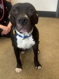A young medium-sized male Black Pit Bull Terrier dog named Victor for adoption in Cleveland, OH