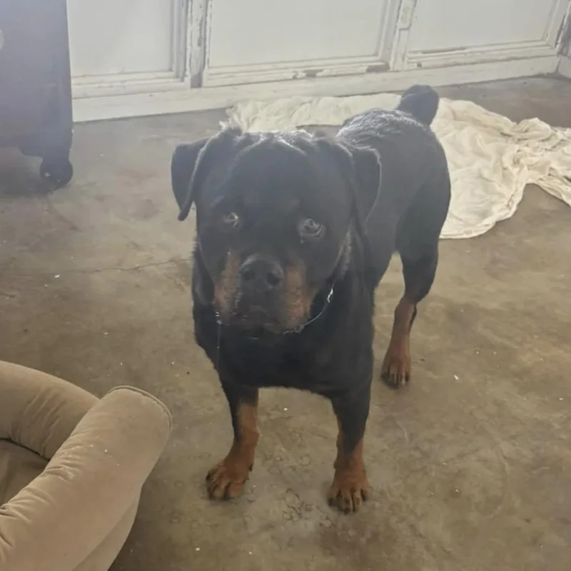 An adult large-sized male Rottweiler dog named Grain for adoption in Clarksdale, MS