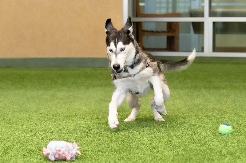 A young large-sized male Siberian Husky dog named Puccini for adoption in Burlingame, CA