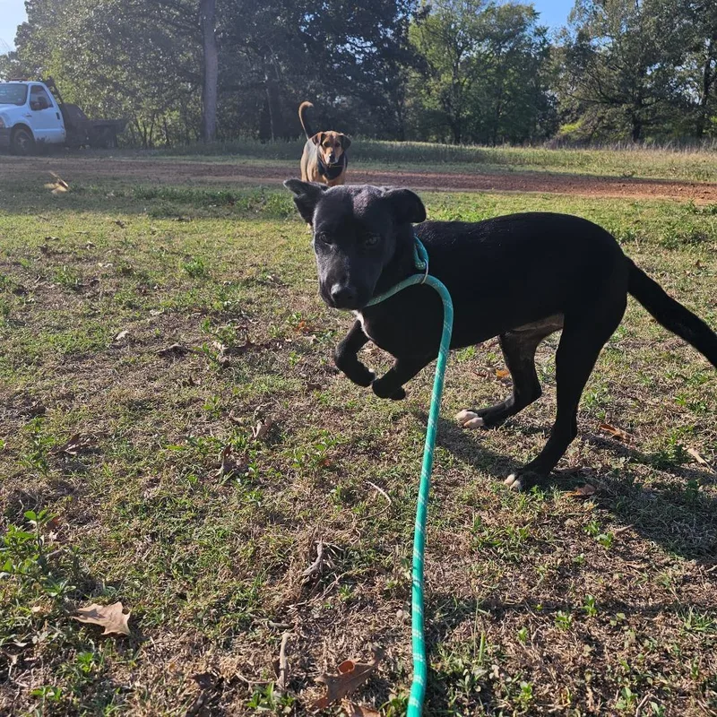 A young medium-sized female Black Labrador Retriever dog named Brooklane for adoption in Wadena, MN