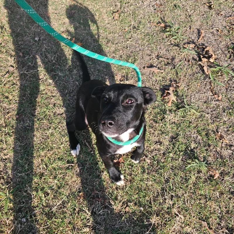 Brooklane thumbnail 3