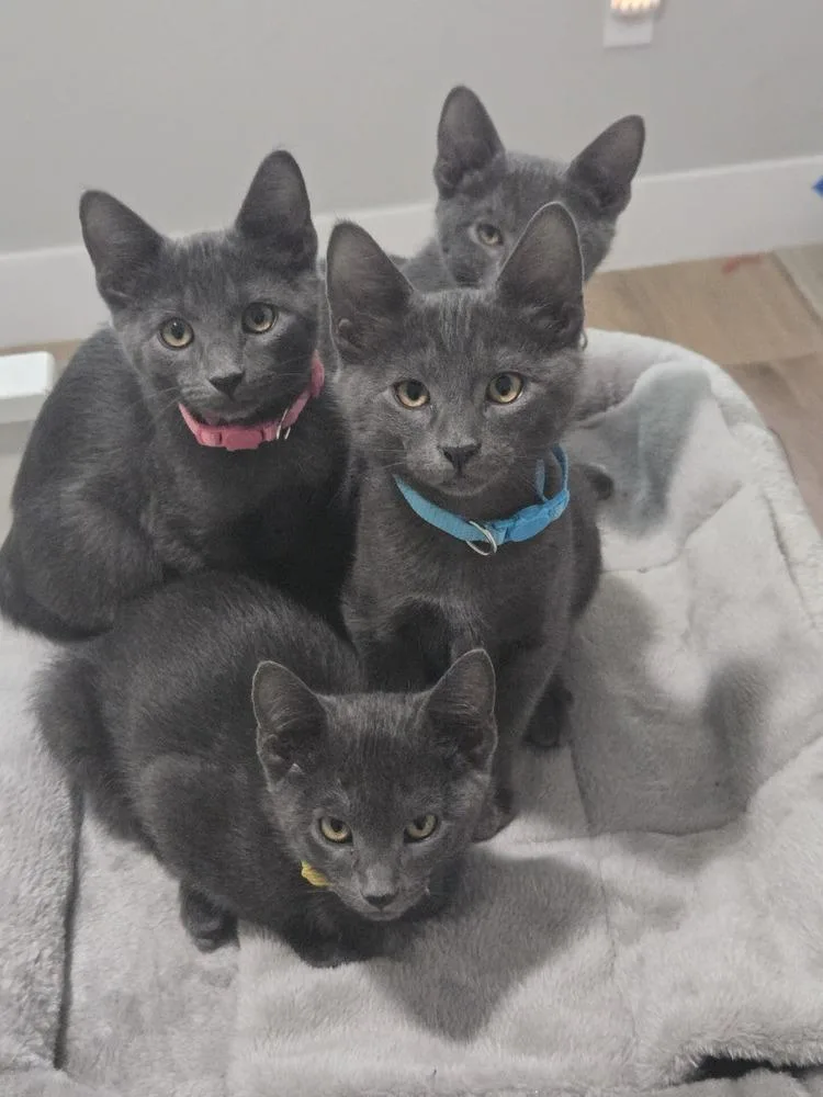 A baby small-sized male Gray / Blue / Silver Domestic Short Hair cat named Special Gray for adoption in Dallas, TX