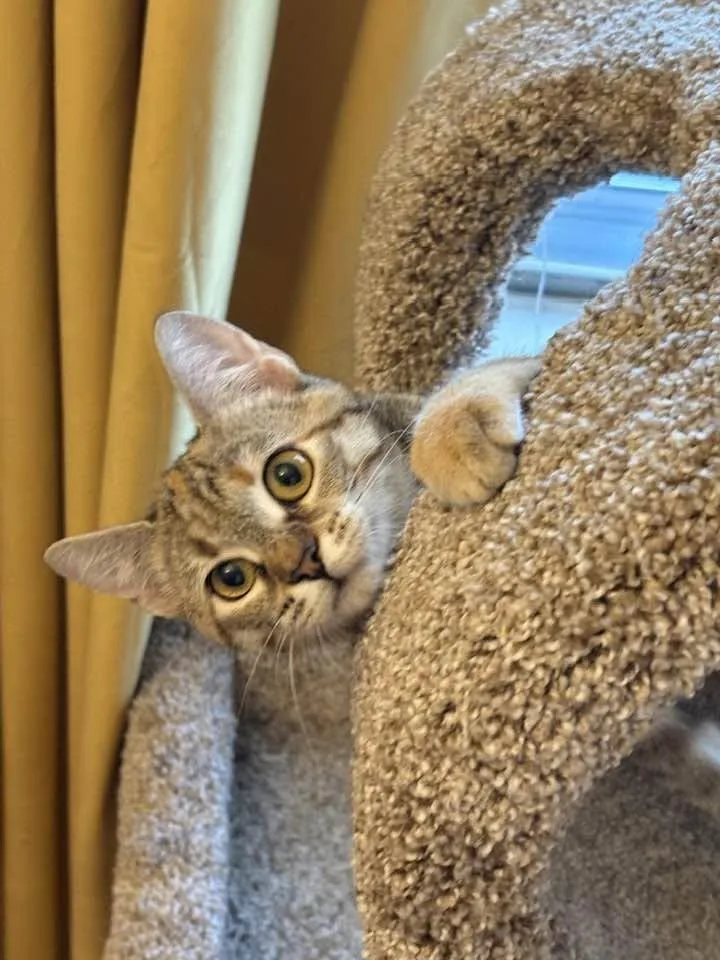 A young medium-sized female Tabby (Buff / Tan / Fawn) Tabby cat named Cleo for adoption in Louisville, KY