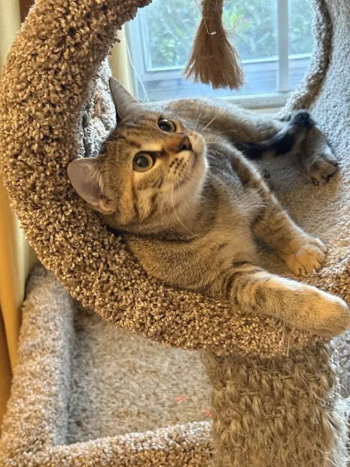 Cleo thumbnail 2