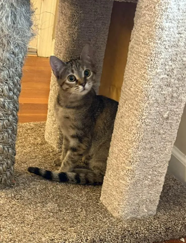 Cleo thumbnail 3