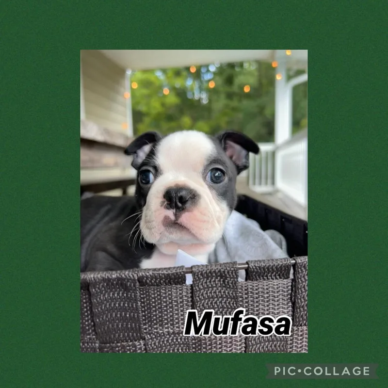 Mufasa S.