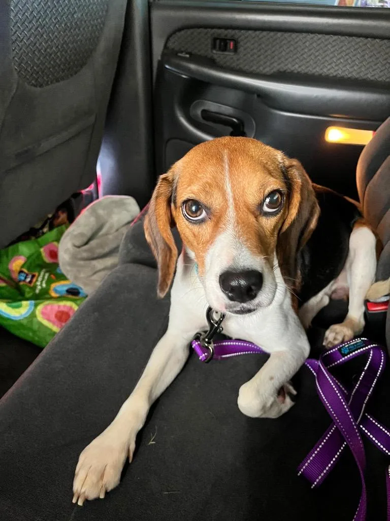 An adult small-sized male Beagle dog named Binx for adoption in Valparaiso, IN