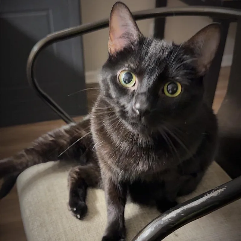 A senior large-sized male Black Domestic Short Hair cat named Rubble for adoption in Naperville, IL
