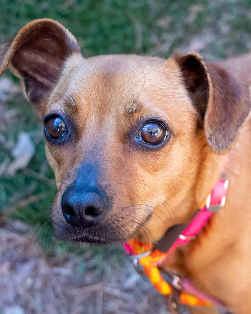 An adult small-sized female Chihuahua dog named Olive for adoption in Kennesaw, GA