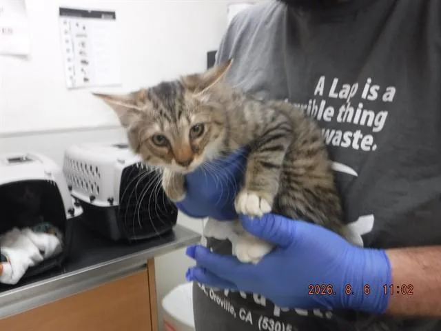A young small-sized female Domestic Medium Hair cat named Bo Peep for adoption in Oroville, CA