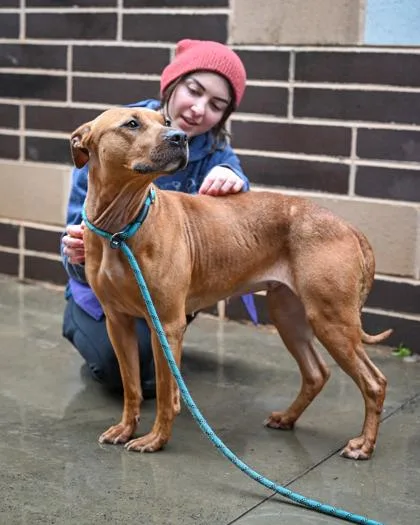 An adult large-sized female Mixed Breed dog named Osa for adoption in Chamblee, GA