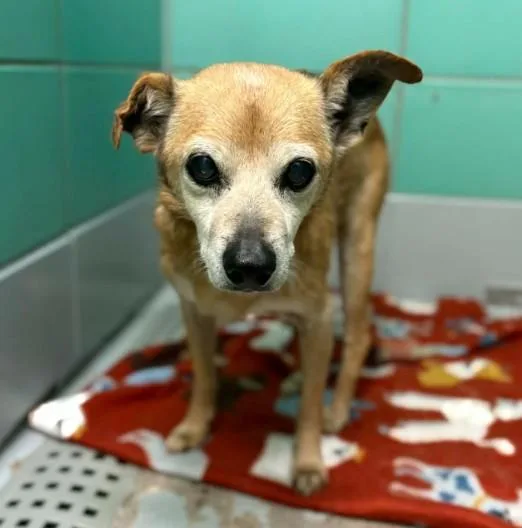 A senior medium-sized male Chihuahua dog named Brownoe for adoption in Houston, TX