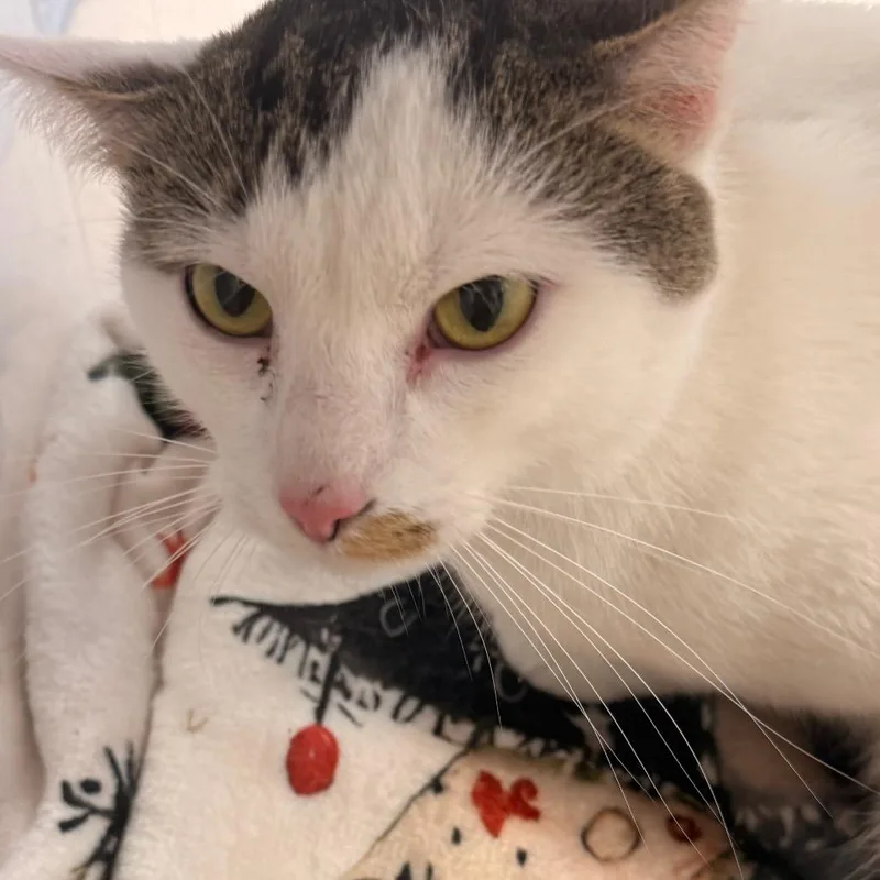 An adult medium-sized male White Domestic Short Hair cat named Bandit for adoption in Evansville, IN