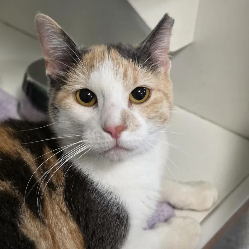 A young small-sized female White Domestic Short Hair cat named Minerva for adoption in Troy, IL