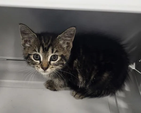 A baby small-sized female Domestic Short Hair cat named If D for adoption in Lawrenceville, GA