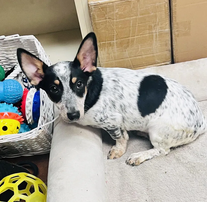 A young small-sized male Merle (Blue) Chiweenie dog named Butterfinger for adoption in Council Bluffs, IA