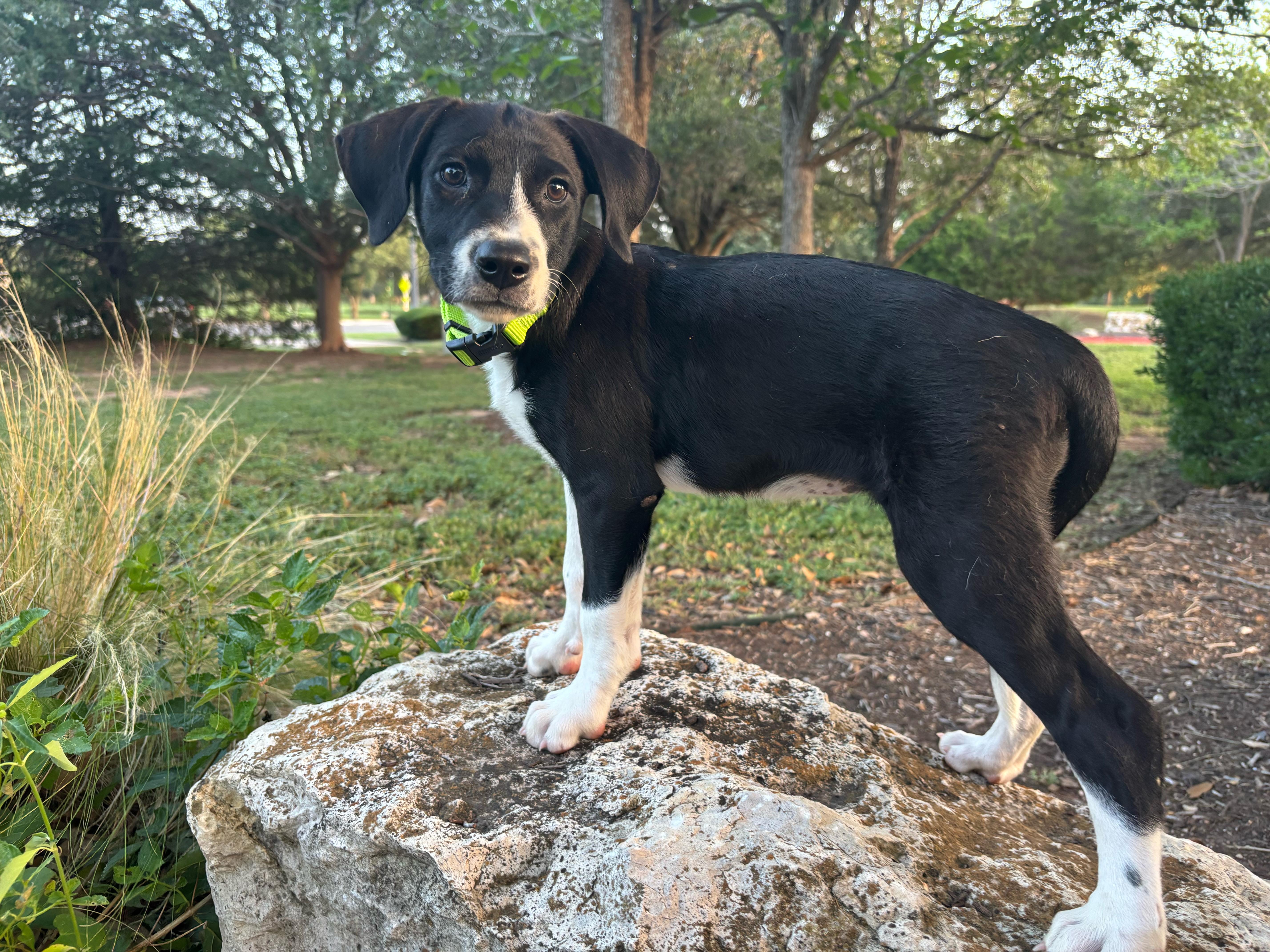 A baby medium-sized female Black Labrador Retriever dog named Sally for adoption in Pflugerville, TX