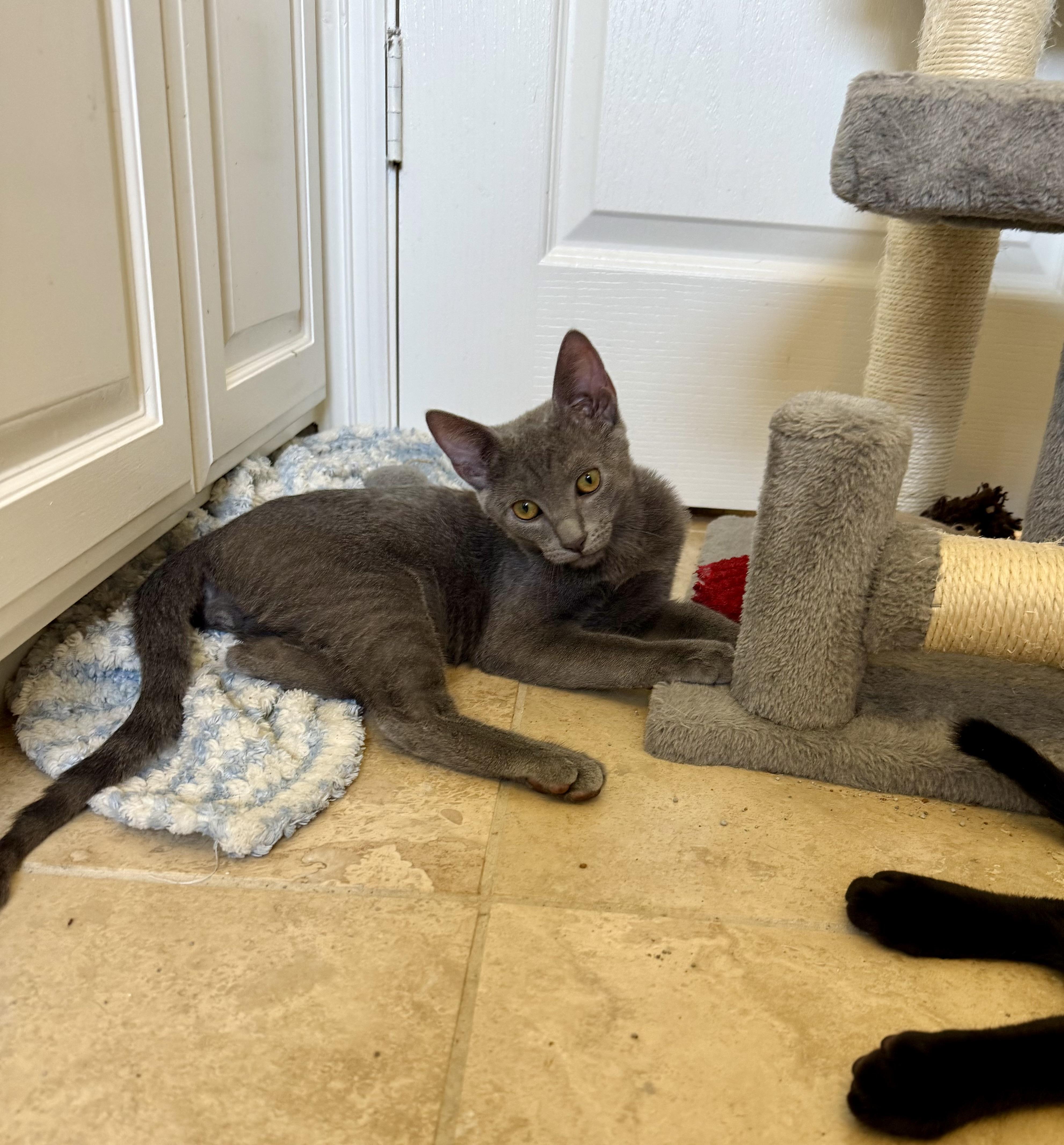 A baby medium-sized male Gray / Blue / Silver Domestic Short Hair cat named Dale for adoption in Fort Worth, TX