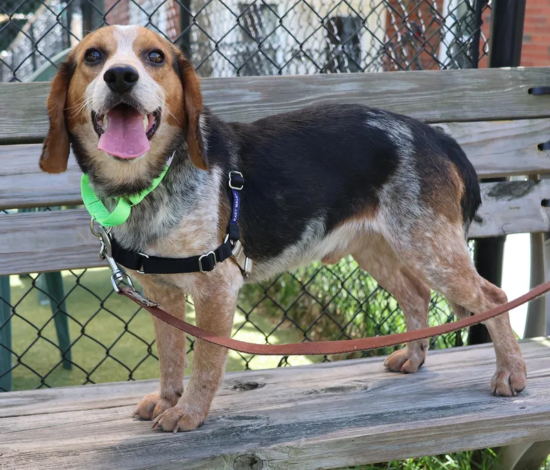 A young small-sized male Tricolor (Brown, Black, & White) Beagle dog named Boomer for adoption in Harrison, NY
