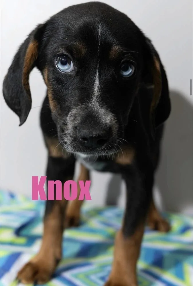Knox