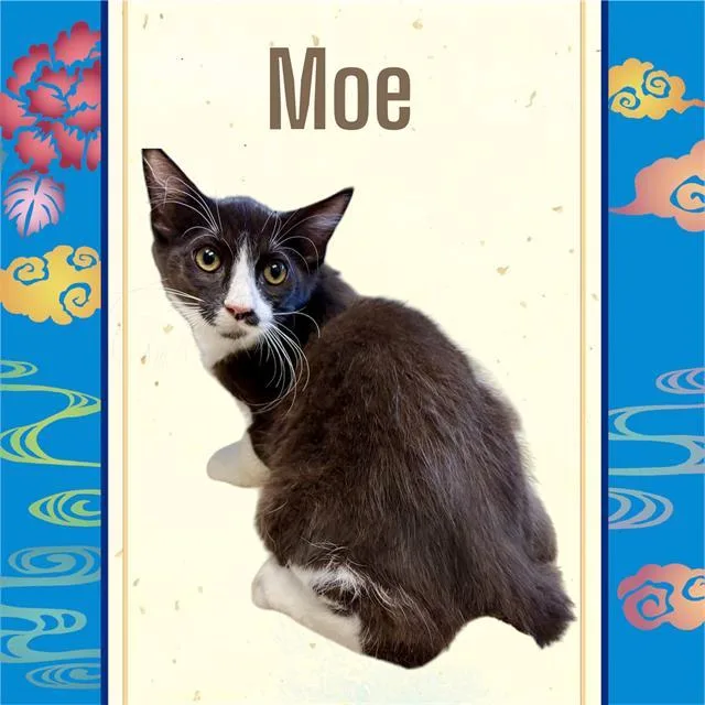 Moe