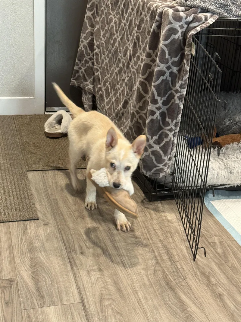 A young medium-sized male White / Cream Australian Cattle Dog / Blue Heeler dog named Will for adoption in Fort Collins, CO