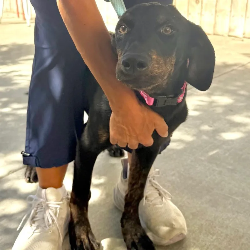 A baby medium-sized female Black Plott Hound dog named Sally for adoption in Point Richmond, CA
