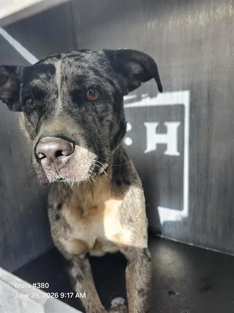 A young medium-sized male American Staffordshire Terrier dog named Manchas for adoption in San Antonio, TX
