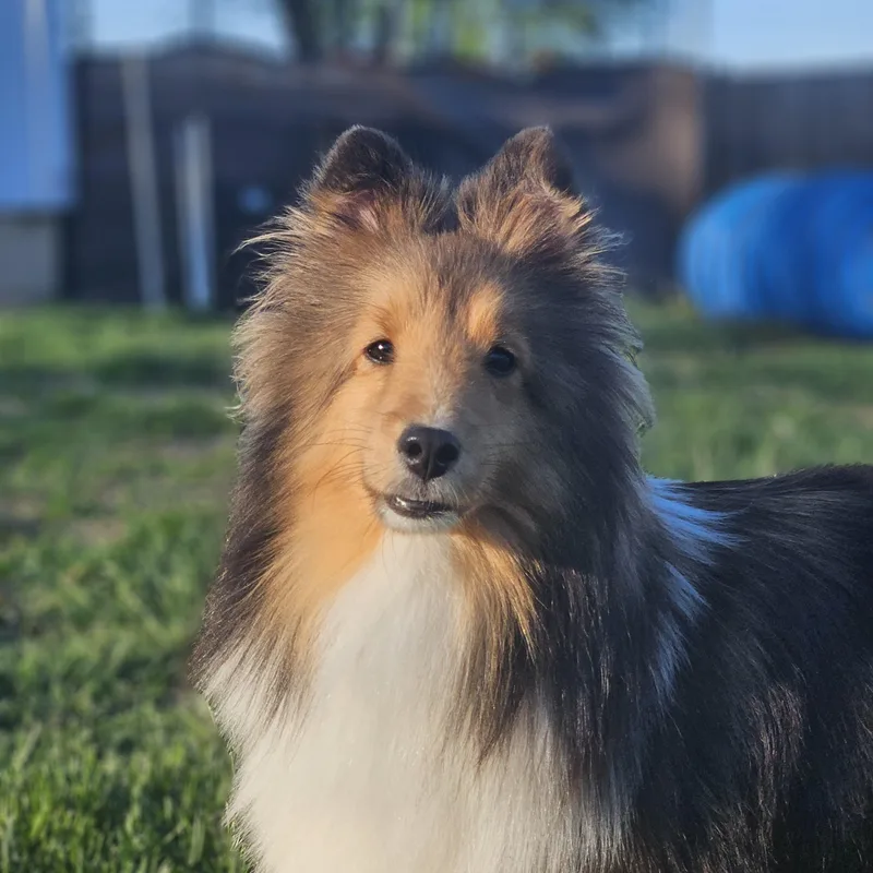 A young small-sized female Sable Shetland Sheepdog / Sheltie dog named Desiree for adoption in Ramsey, IN