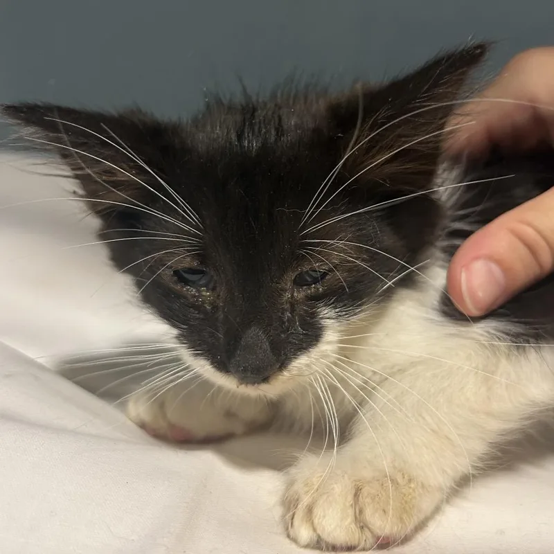 A baby small-sized male Black Domestic Short Hair cat named Friday for adoption in Chattanooga, TN