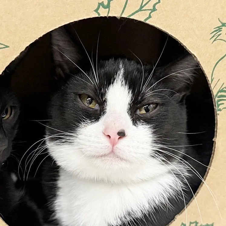 A young medium-sized male Black Domestic Short Hair cat named Buster for adoption in Saint Louis, MO