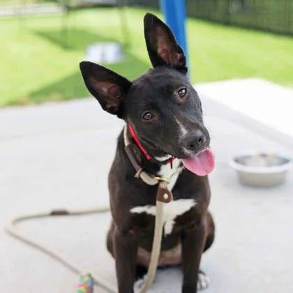 An adult medium-sized female Black Mixed Breed dog named Etta for adoption in Atlanta, GA