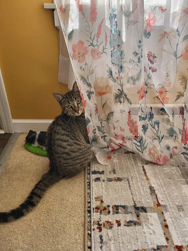 C Litter Mousse thumbnail 2