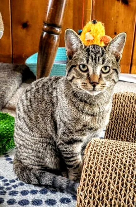 C Litter Mousse thumbnail 3