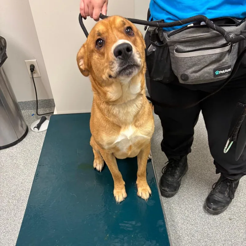An adult large-sized male Yellow / Tan / Blond / Fawn Mixed Breed dog named Jackson for adoption in Batavia, OH