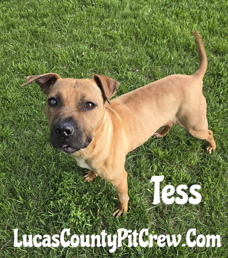 A young medium-sized female Sable American Staffordshire Terrier dog named Tess for adoption in Toledo, OH