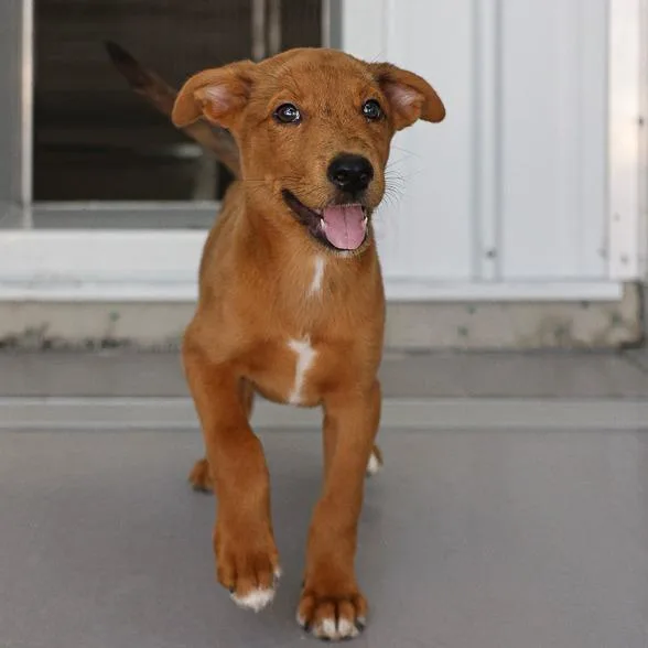 A baby medium-sized female Red / Chestnut / Orange Mixed Breed dog named Sourdough Bread for adoption in Bradenton, FL