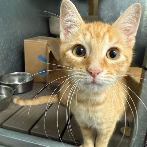 A young small-sized male Orange / Red Domestic Short Hair cat named Johnny for adoption in Port Aransas, TX