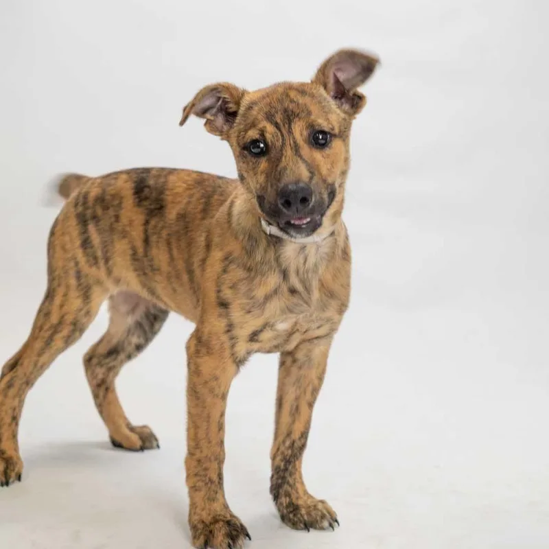 A baby small-sized female Brindle Husky dog named Shenzi for adoption in Hawthorne, CA