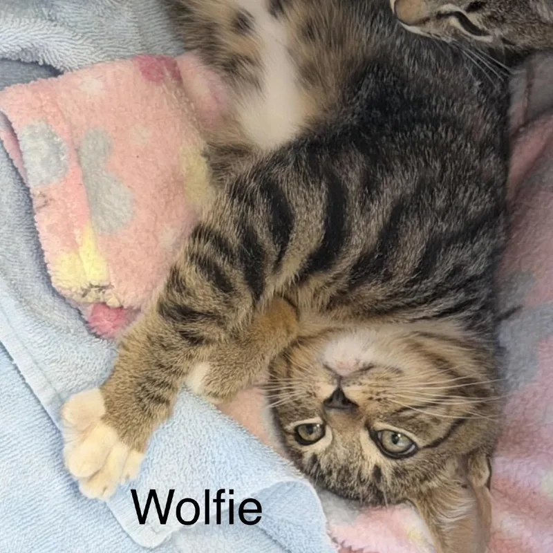 A baby medium-sized male Black Domestic Short Hair cat named Wolfie for adoption in Madisonville, TN