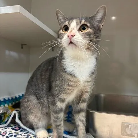 A young medium-sized female Torbie Domestic Short Hair cat named Smokey for adoption in East Brunswick, NJ