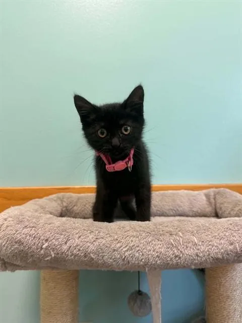 A baby small-sized female Domestic Short Hair cat named Funnel Cake for adoption in Belleville, IL