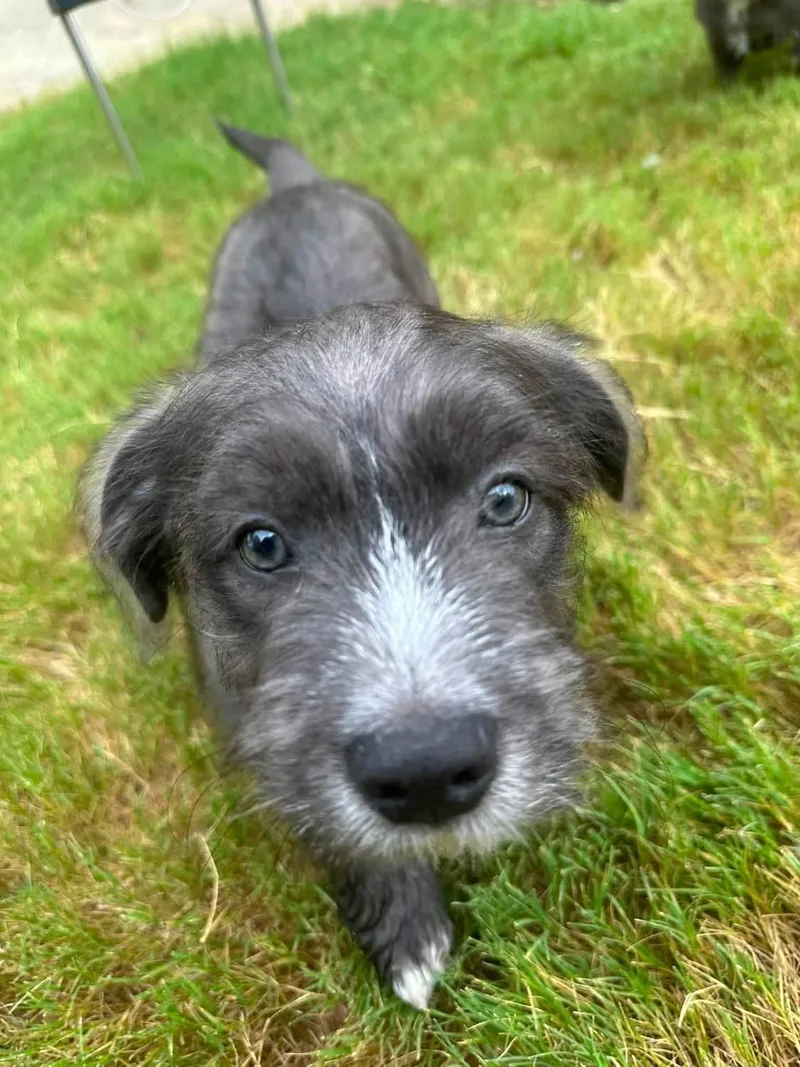 A baby medium-sized male Gray / Blue / Silver Terrier dog named Ralphie for adoption in San Antonio, TX