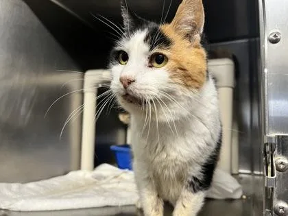 Divinity thumbnail 2