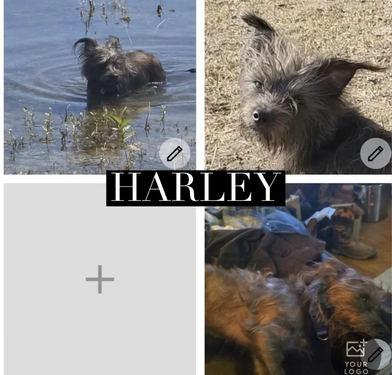 Harley